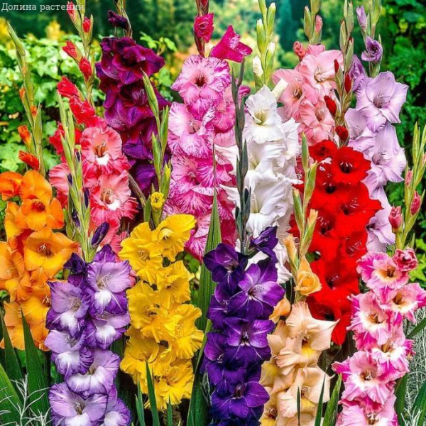 Гладиолус Galaxy Mixed