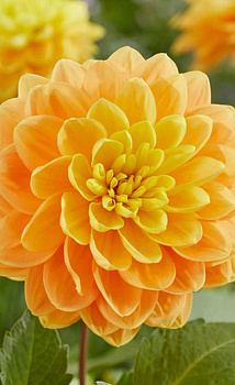 Георгина Aladdins Lamp