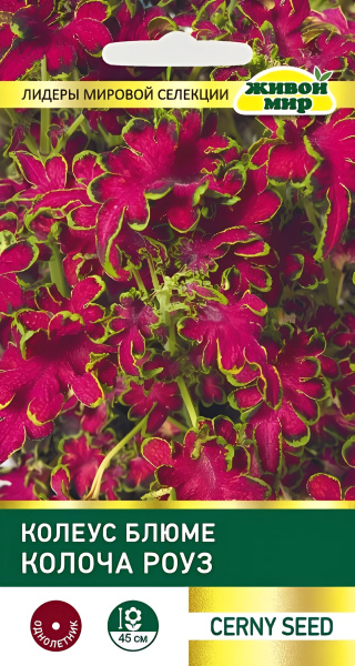 Колеус блюме Колоча Роуз 10шт