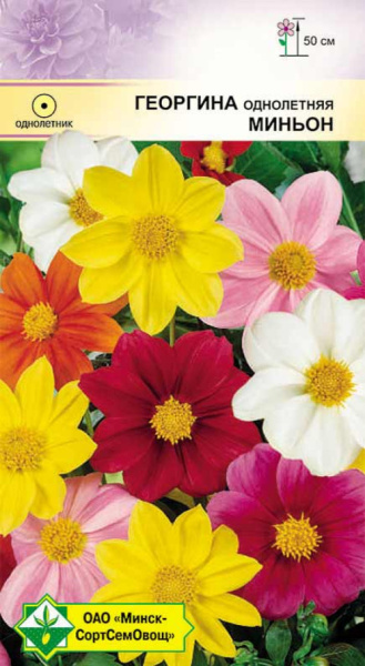 Георгина Пикколо Миньон смесь (W.Legutko)  0,5 г