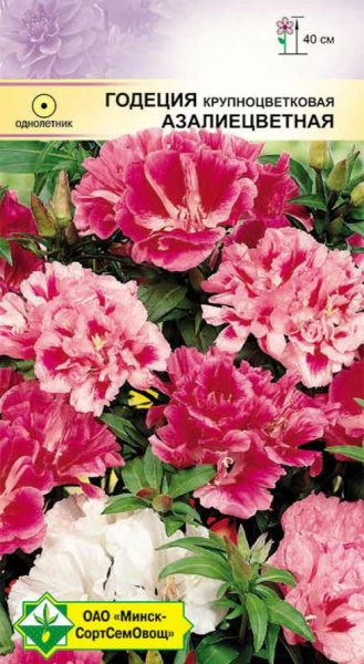 Годеция крупноцветковая Азалиецветная 0,3г
