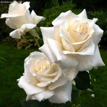 Роза чайно-гибридная Karen Blixen (саженцы)