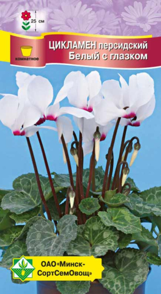 Цикламен персидский Белый с глазком 4шт, Чехия