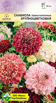 Скабиоза темно-пурпурная Крупноцветковая