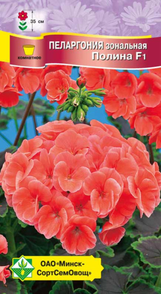 Пеларгония зональная Полина F1 4 шт