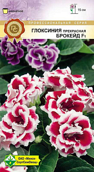 Глоксиния прекрасная Брокейд F1 7шт