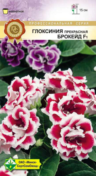 Глоксиния прекрасная Брокейд F1 7шт