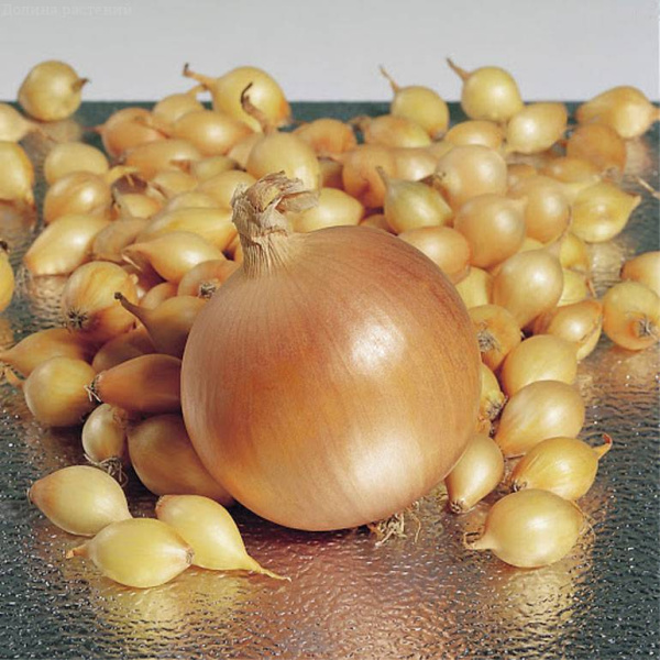 Лук-севок Геркулес (калибр 10-21мм), 0,5кг